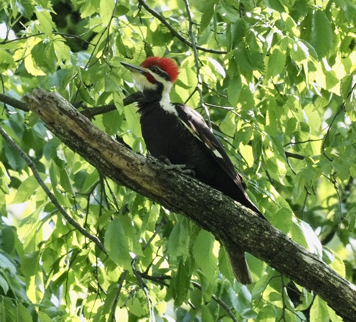 Pileated Woodpecker - Bob Foehring