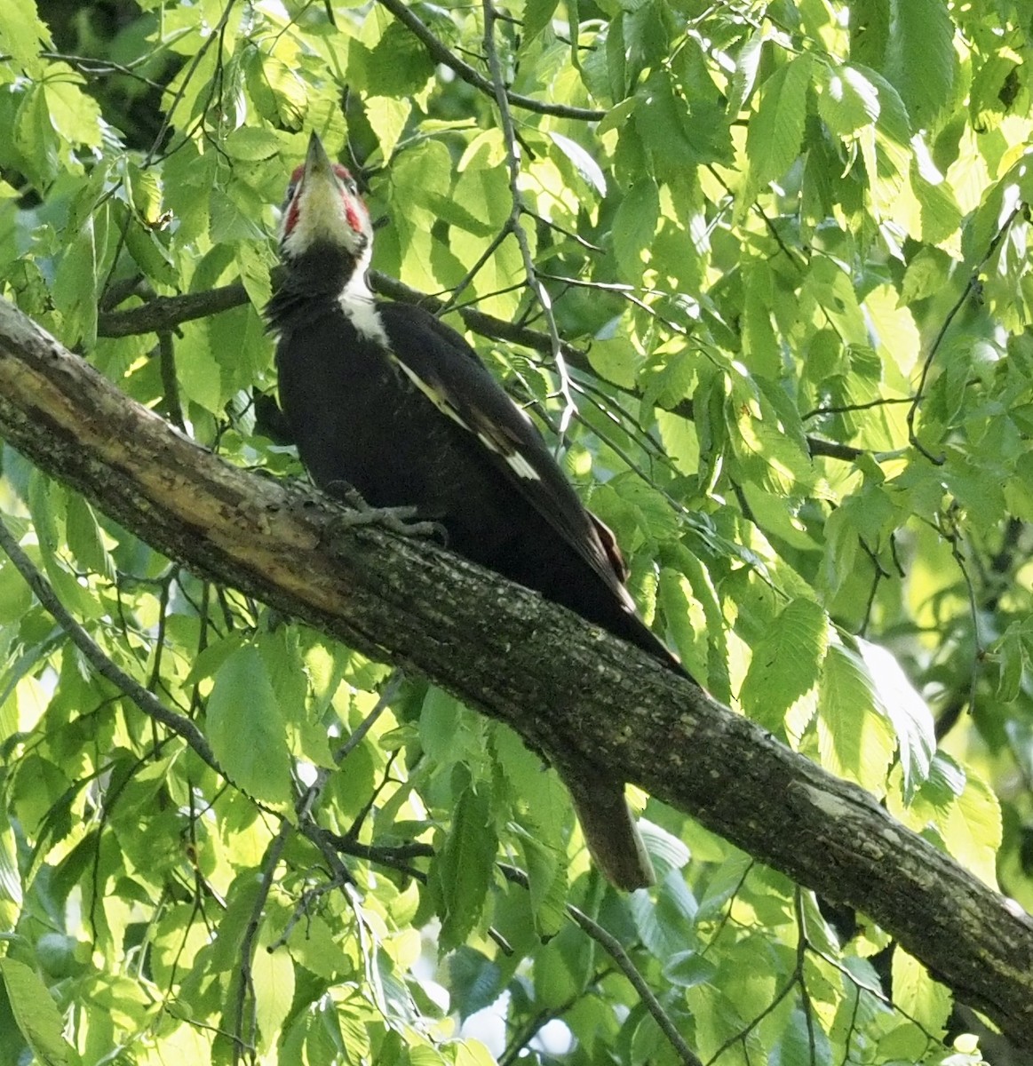 Pileated Woodpecker - Bob Foehring