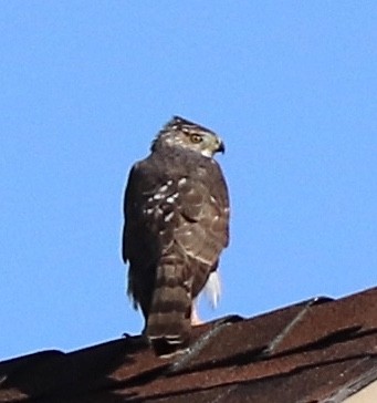 Cooper's Hawk - ML224743971
