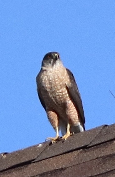Cooper's Hawk - ML224743991