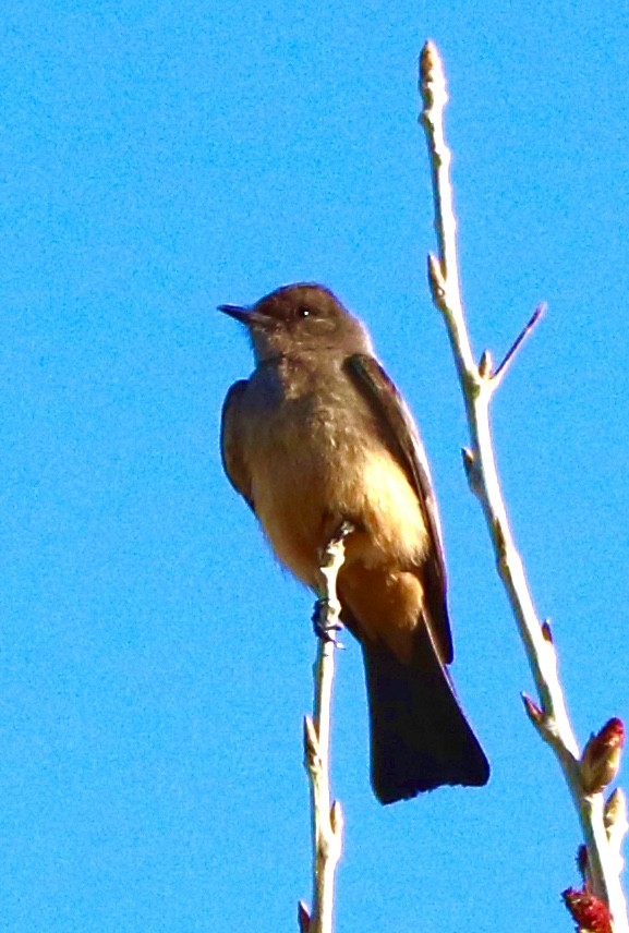 Say's Phoebe - ML224744181