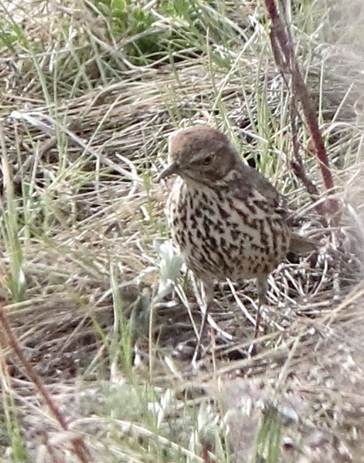 Sage Thrasher - ML224744261