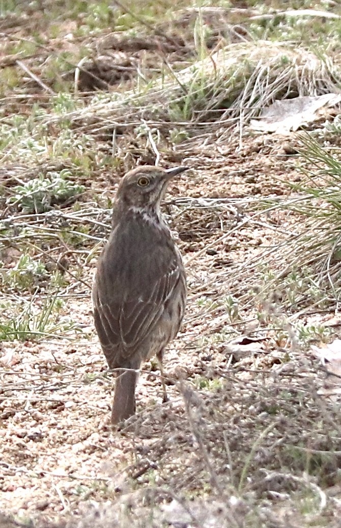 Sage Thrasher - ML224744291