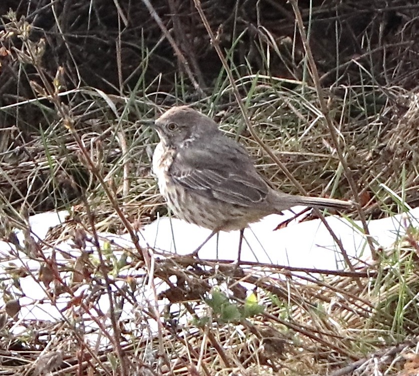 Sage Thrasher - ML224744301