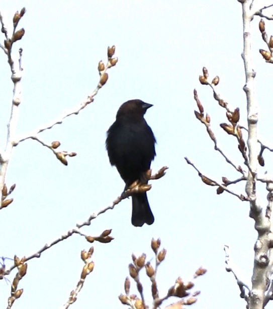 Brown-headed Cowbird - ML224744671
