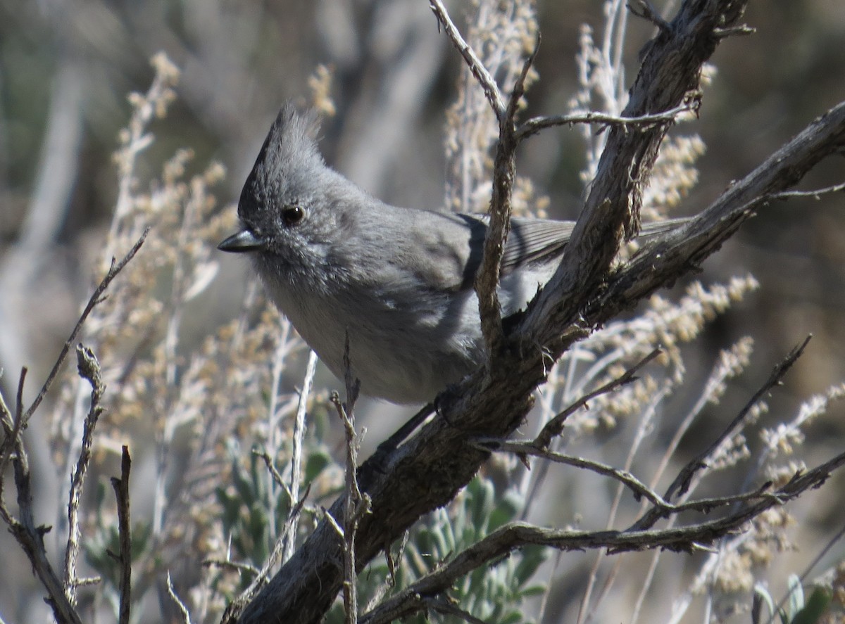 Juniper Titmouse - ML224745901