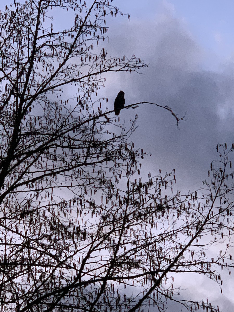 アメリカワシミミズク - ML224746211