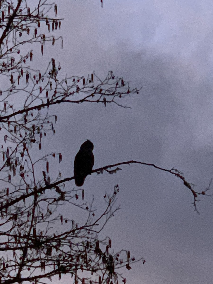 アメリカワシミミズク - ML224746221