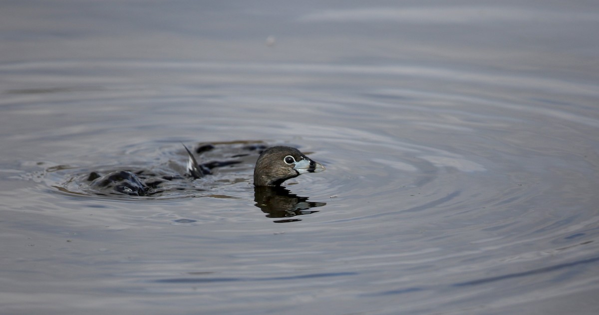 Pied-billed Grebe - ML224747521