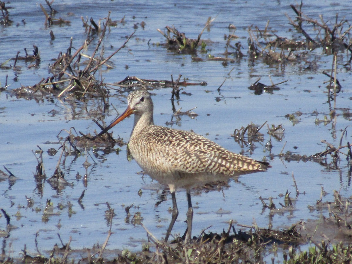 Marbled Godwit - ML224748261