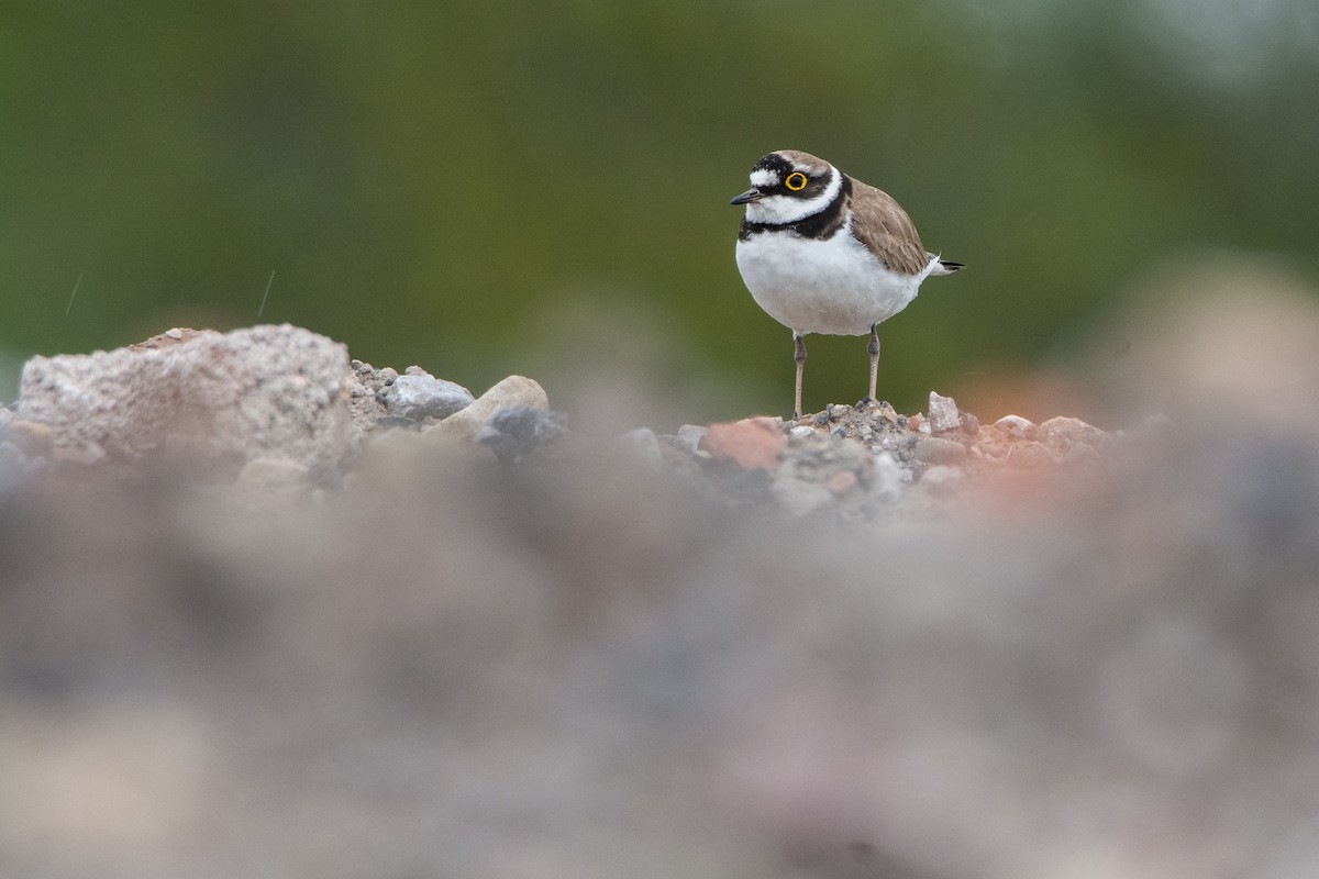 Little Ringed Plover - Dan Owen