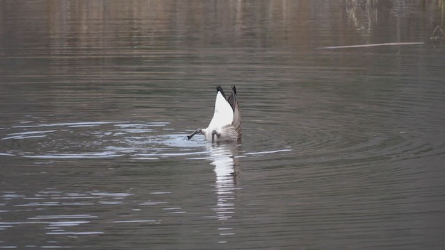 Canada Goose - ML224753931
