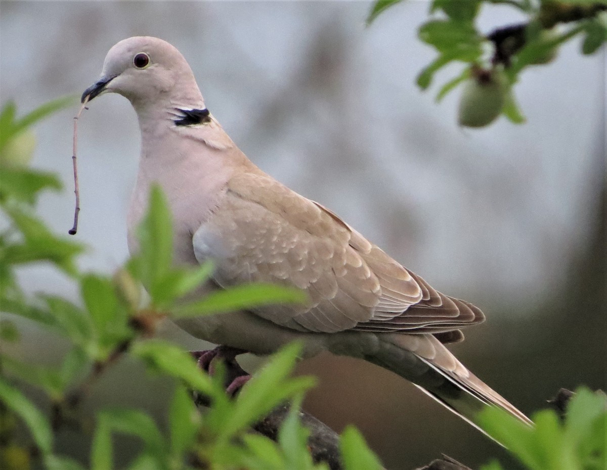 Eurasian Collared-Dove - ML224755971