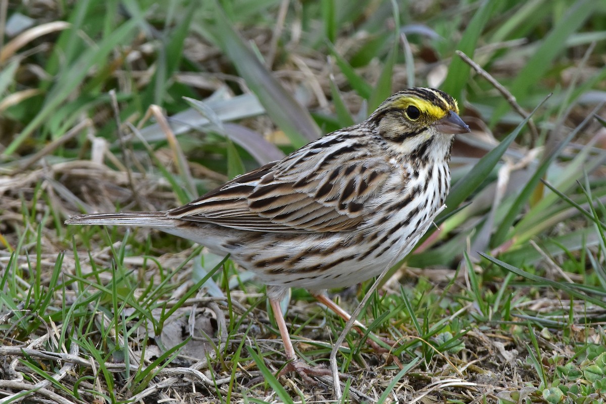Savannah Sparrow - Henry Trombley