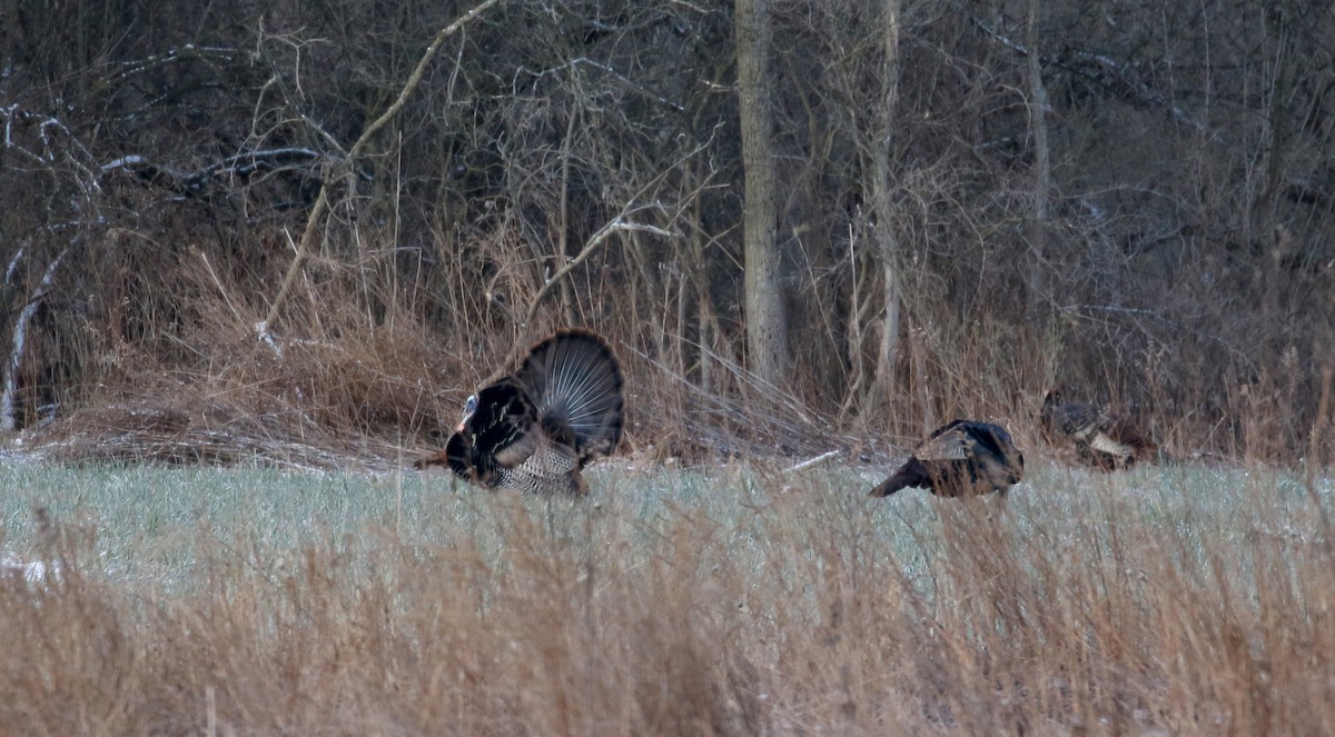 Wild Turkey - Jay McGowan