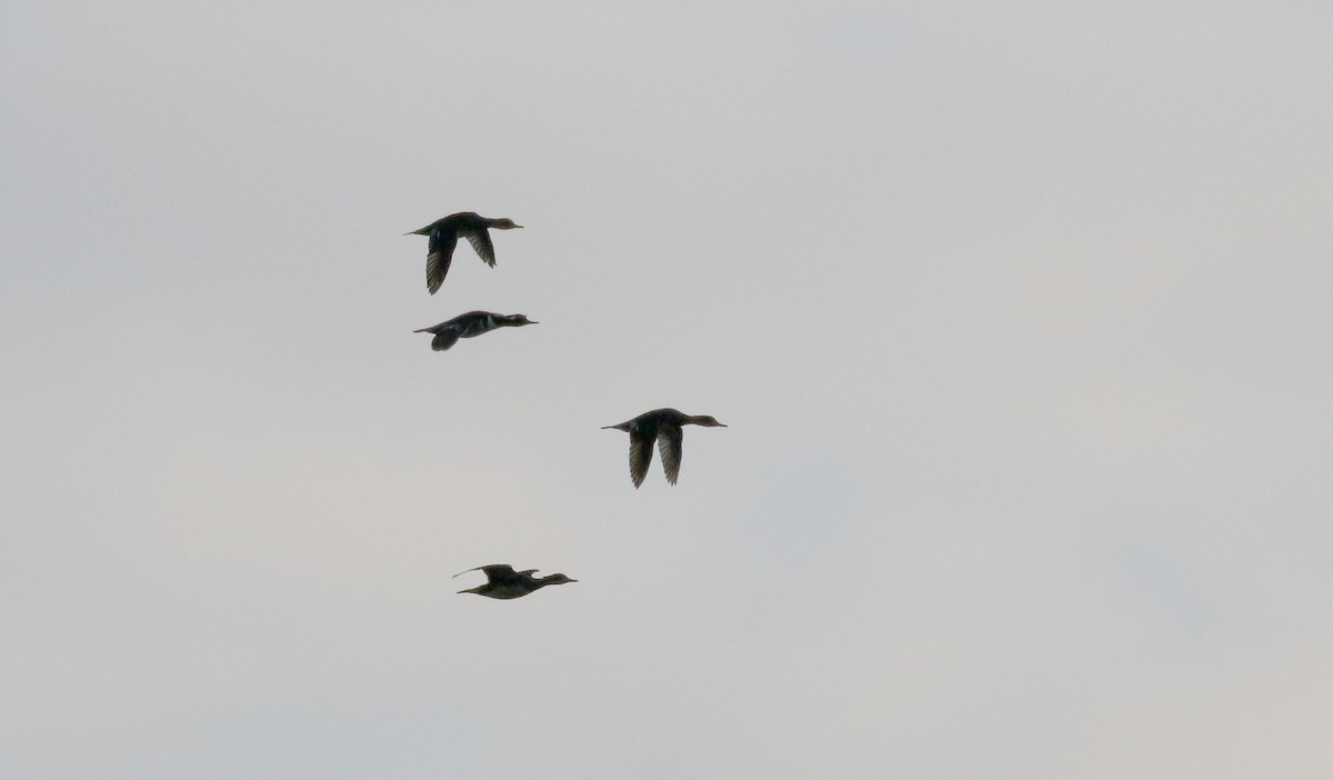 Hooded Merganser - ML224759341