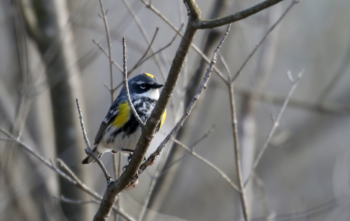 lesňáček žlutoskvrnný (ssp. coronata) - ML224759651