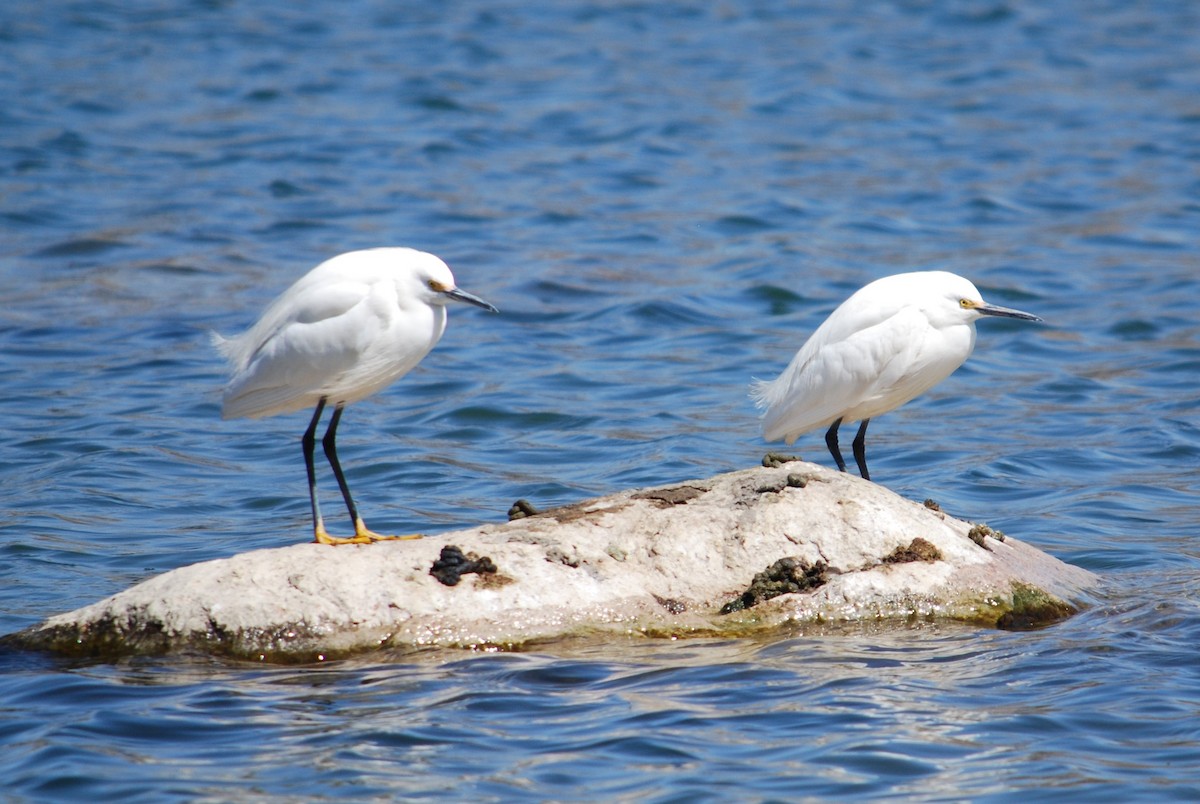 Snowy Egret - ML224760331