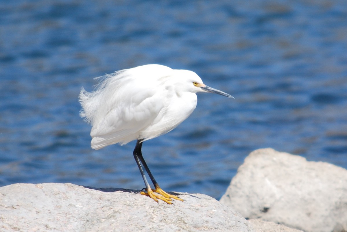 Snowy Egret - ML224760451