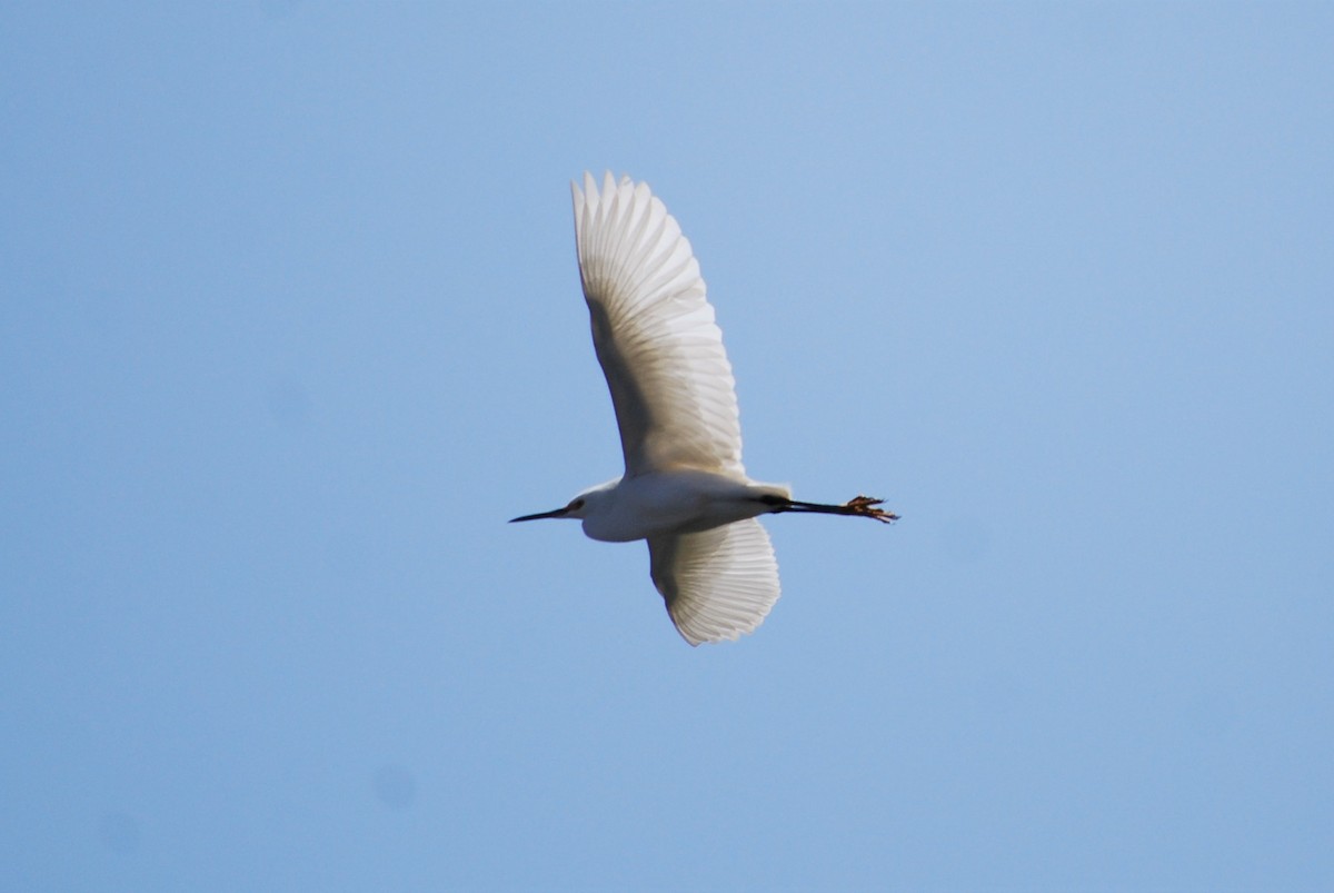 Snowy Egret - ML224760591