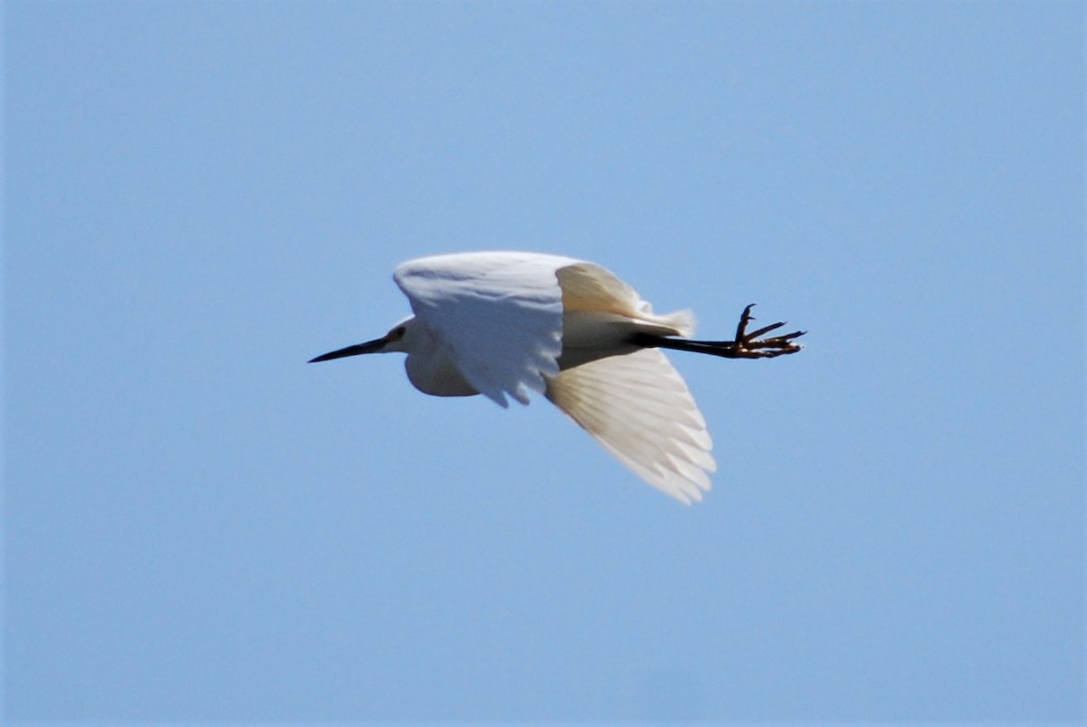 Snowy Egret - ML224760681
