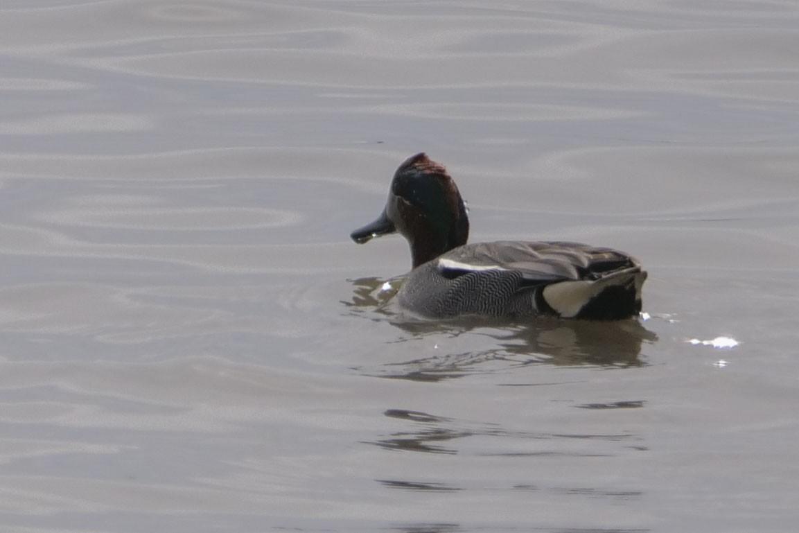 Green-winged Teal (Eurasian) - ML224763501