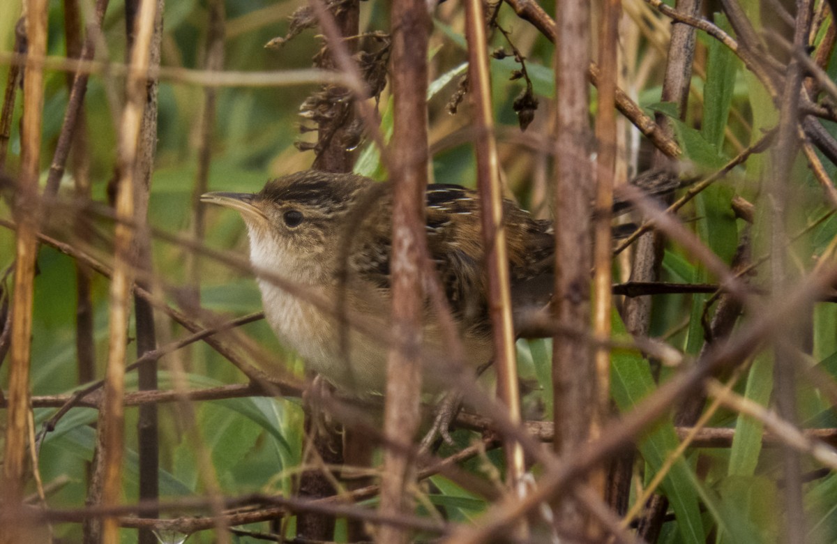 Sedge Wren - ML224765681