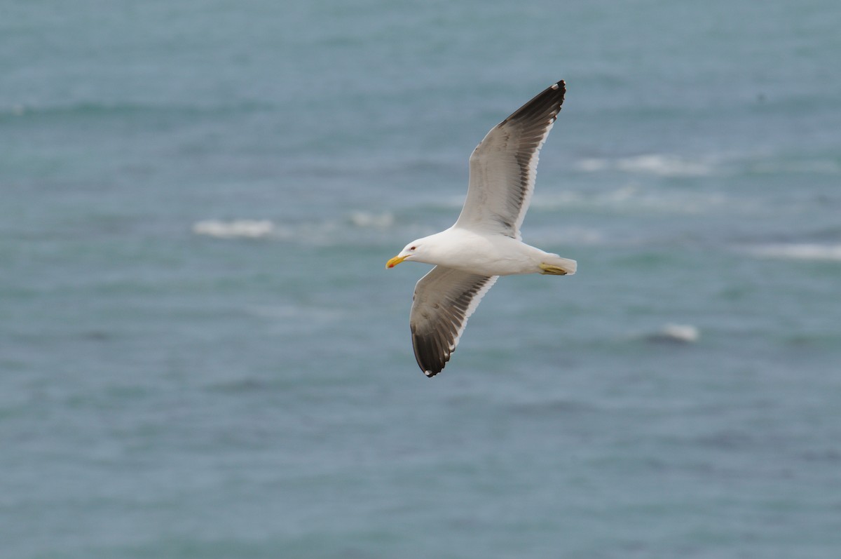 Kelp Gull - Nancy  Ogden