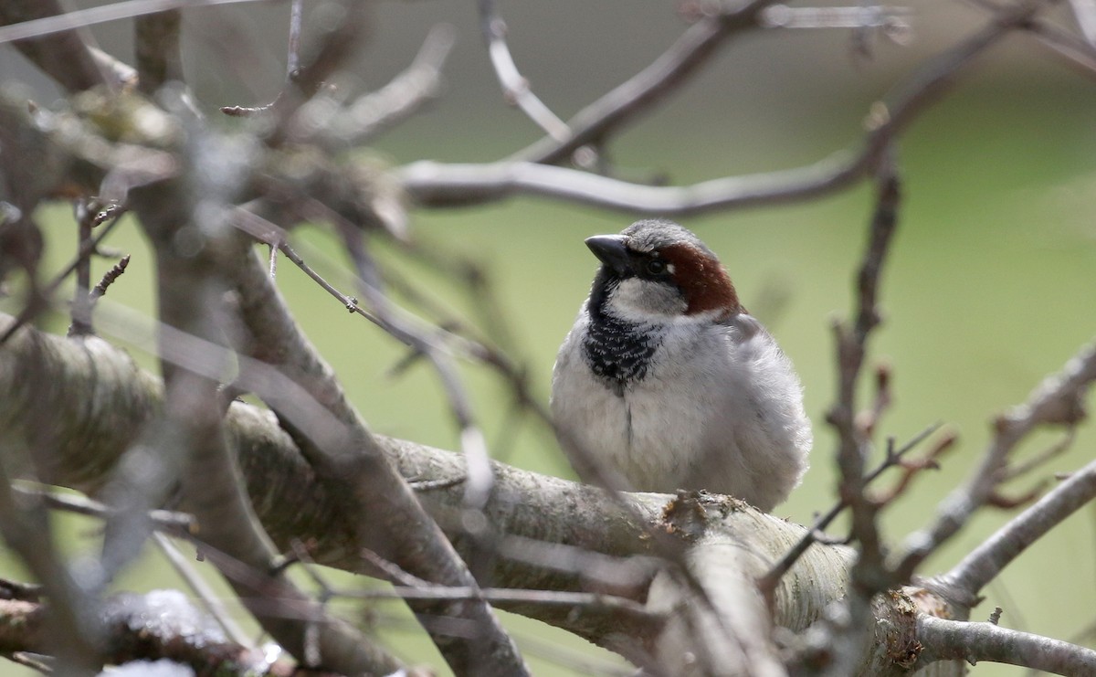 House Sparrow - Jay McGowan