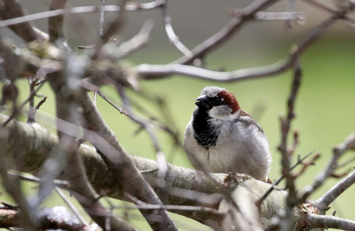 House Sparrow - ML224769331