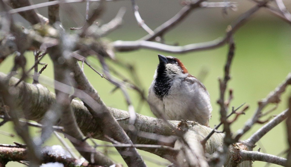 House Sparrow - ML224769341