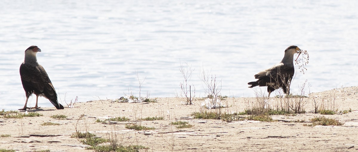 Crested Caracara (Southern) - ML224771031