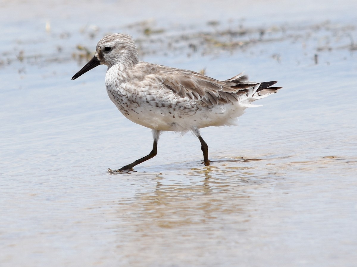 Red Knot - Geoffrey Groom