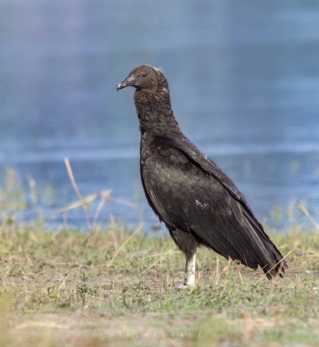 Black Vulture - Michel Baez
