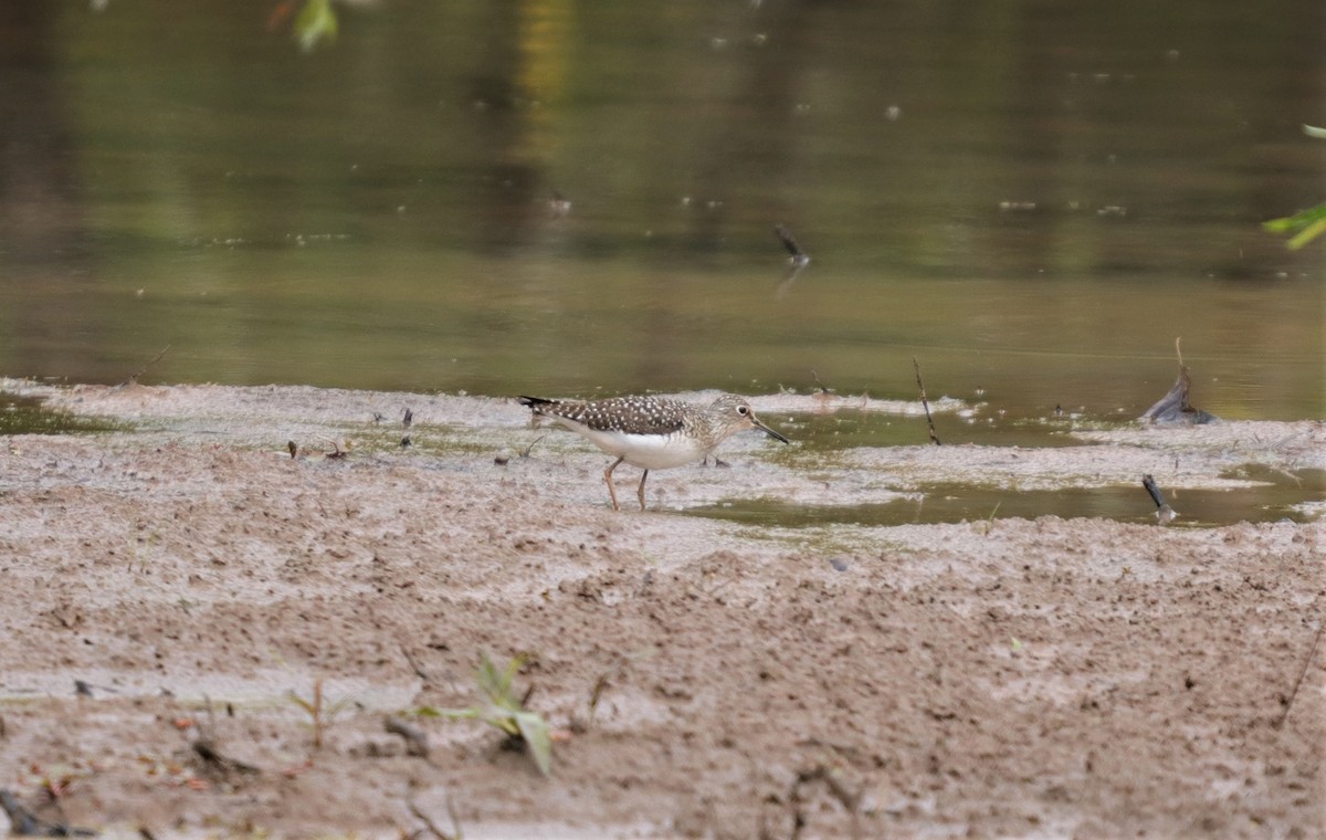 Solitary Sandpiper - ML224774201