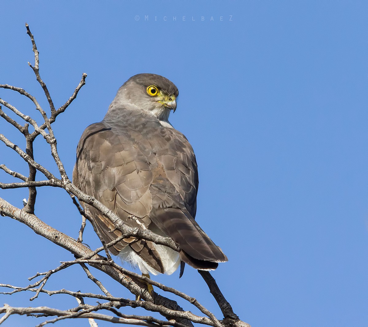 Chilean Hawk - Michel Baez