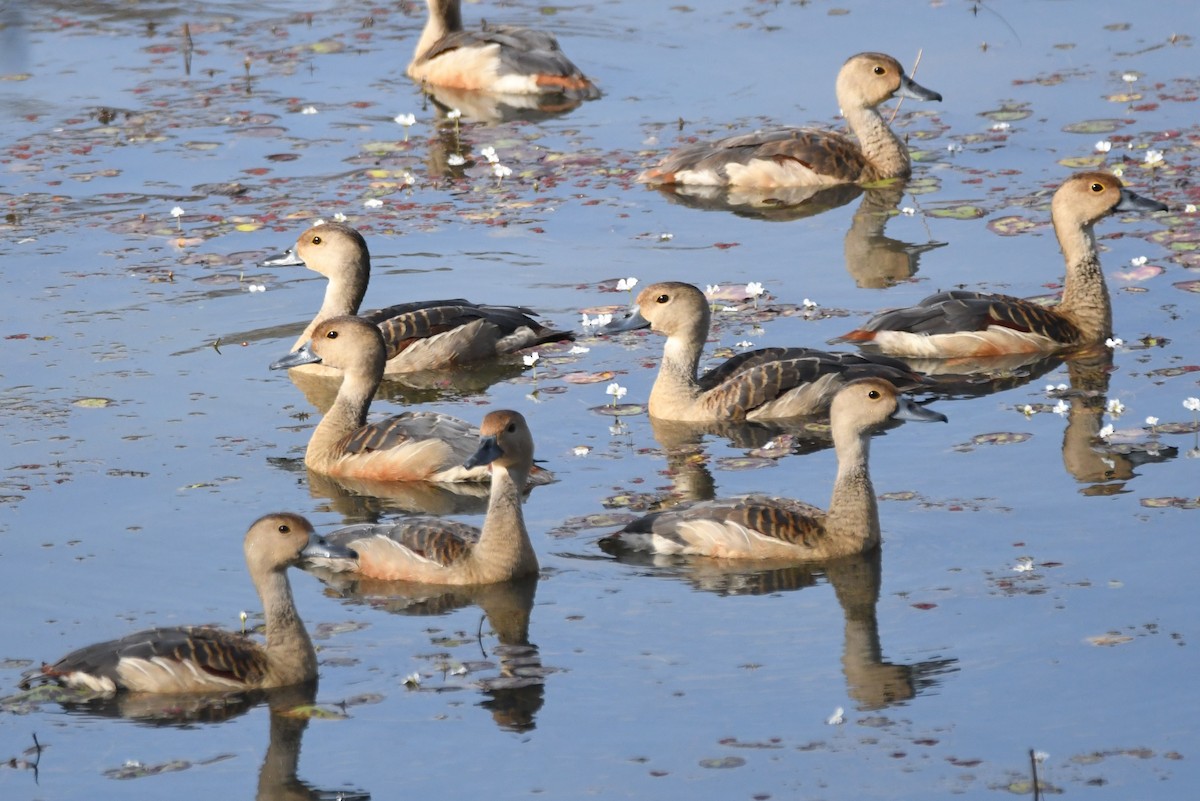 Lesser Whistling-Duck - Cathryn Dippo