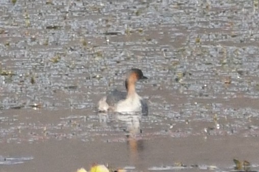 Little Grebe - ML224777031