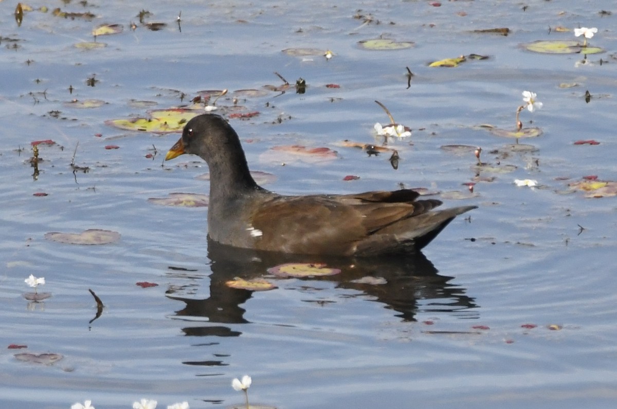 Eurasian Moorhen - ML224777131