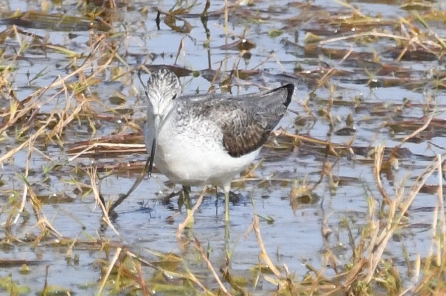 Үхэр хөгчүү - ML224777601