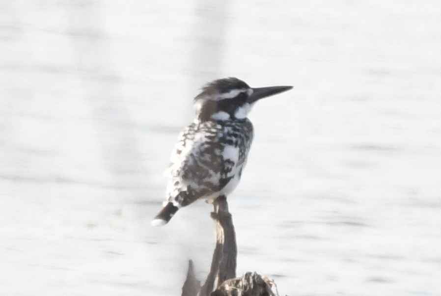 Pied Kingfisher - ML224779371