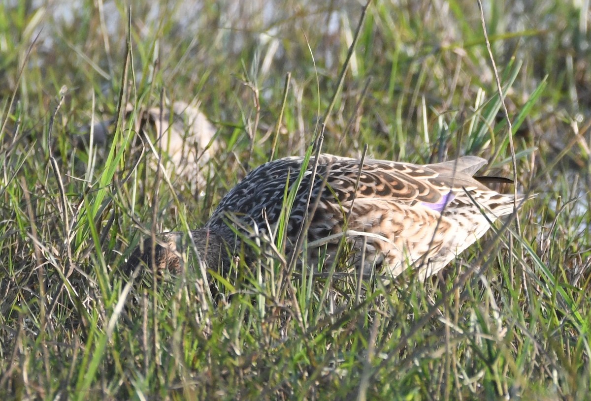 Garganey - Cathryn Dippo