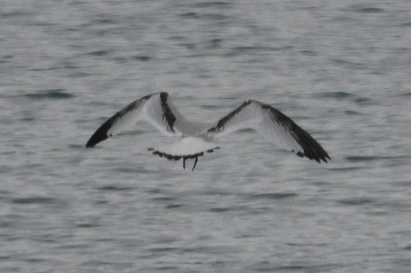 Mouette tridactyle - ML22478241