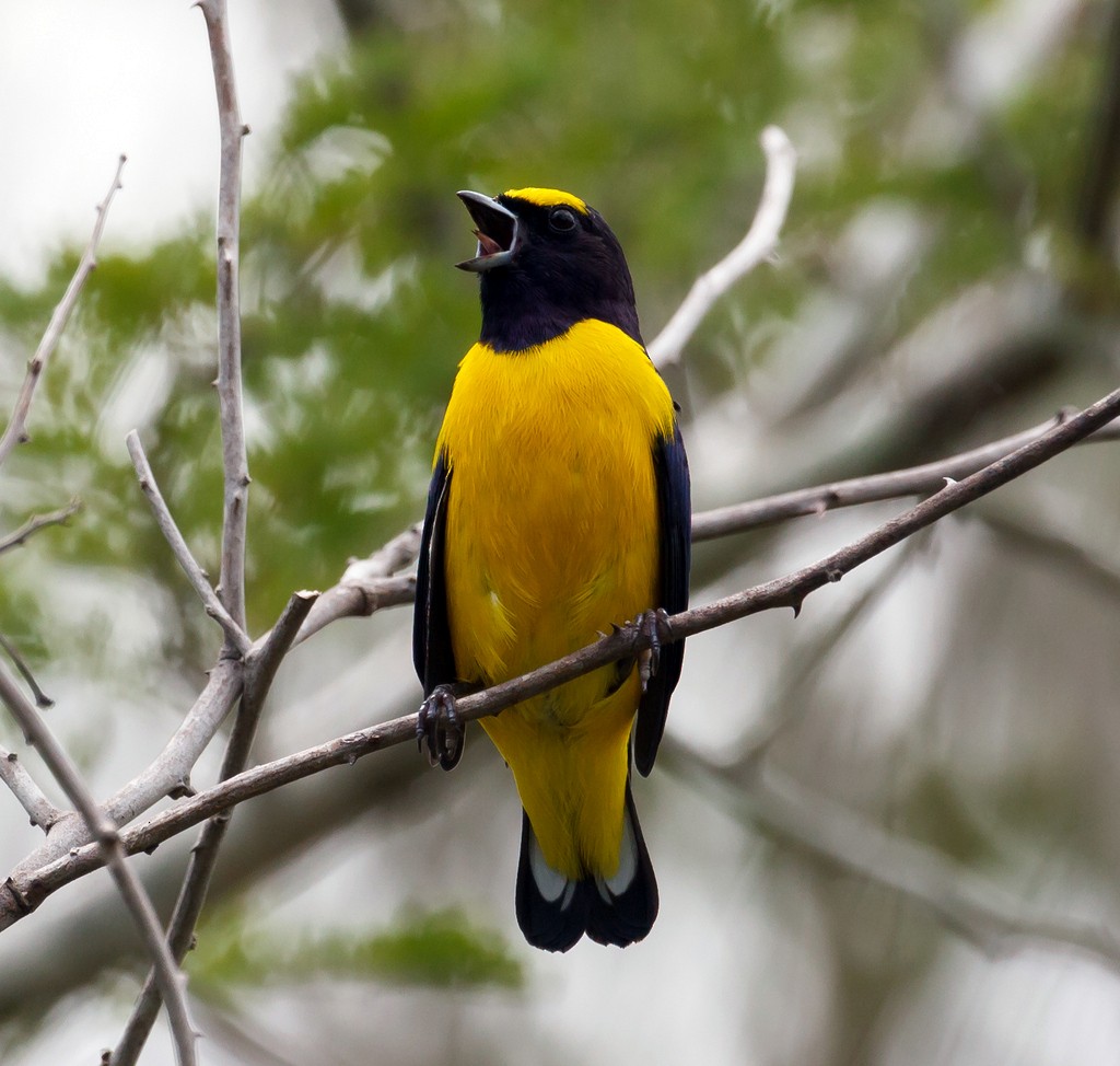 Scrub Euphonia - Rolando Chávez