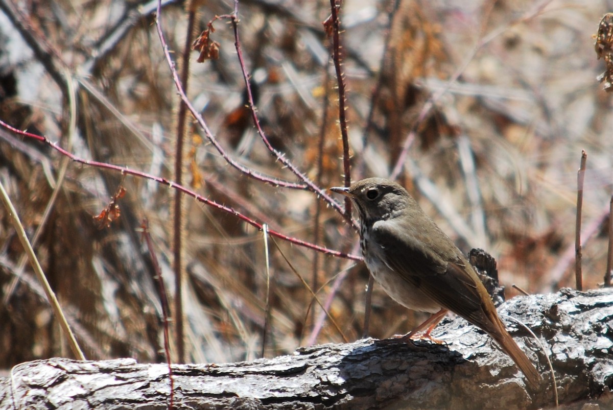 Hermit Thrush - ML224783031