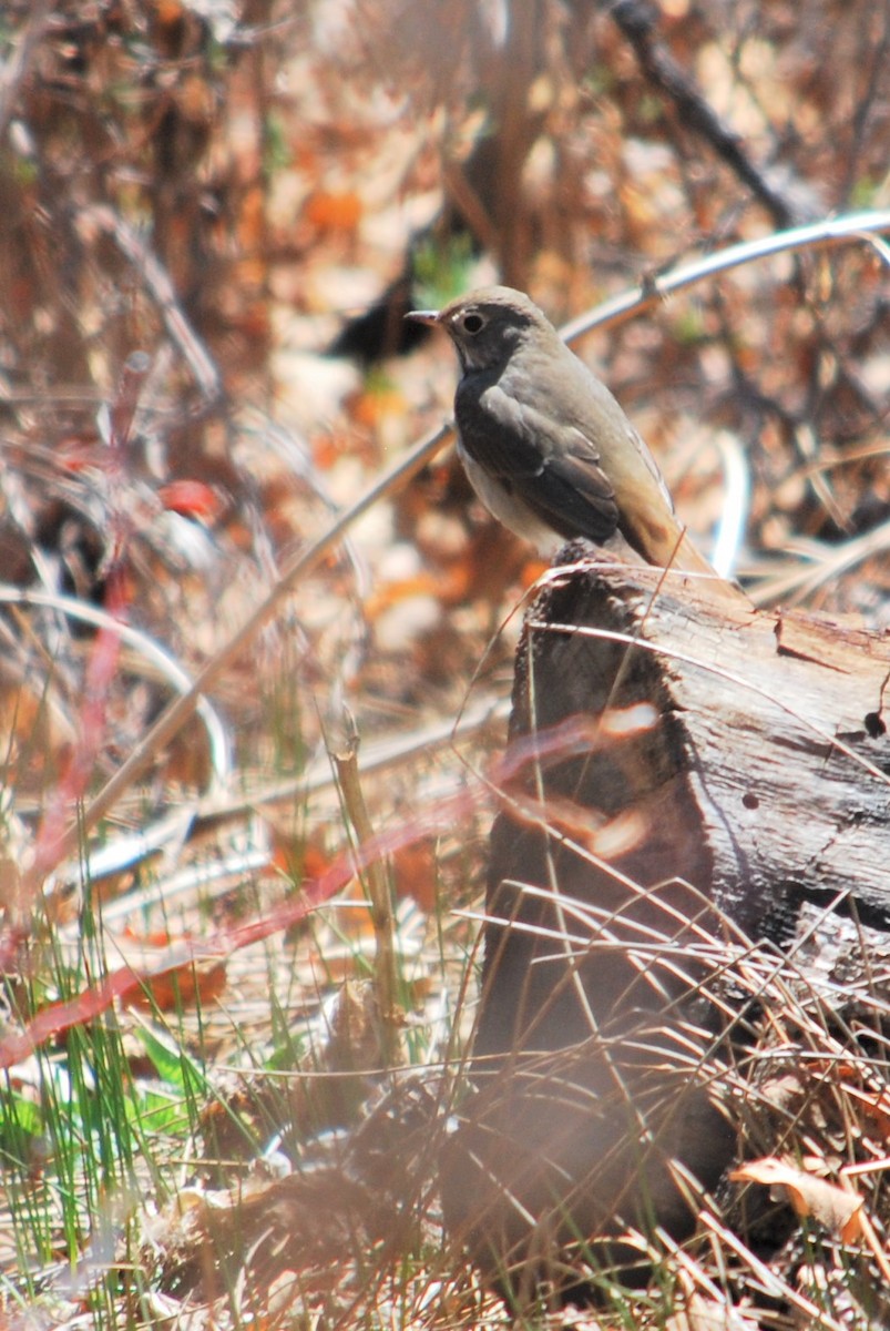 Hermit Thrush - ML224783121