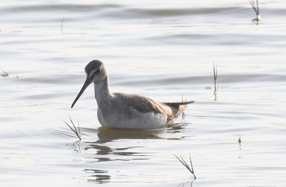 Spotted Redshank - ML224783981