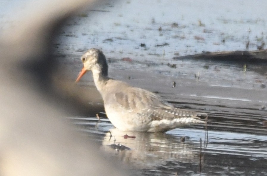 Spotted Redshank - ML224784111