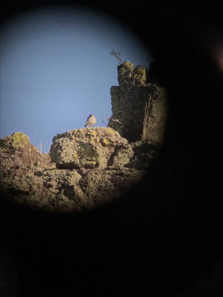Rock Wren - ML224784391