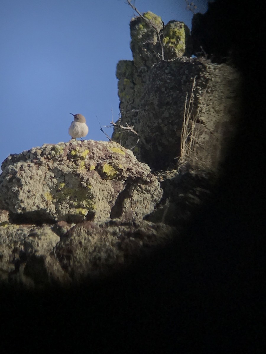 Rock Wren - ML224784401